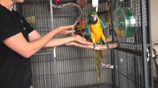 Aggressive Parrots Teaching a macaw to step up Part 1 [upl. by Jeffries591]