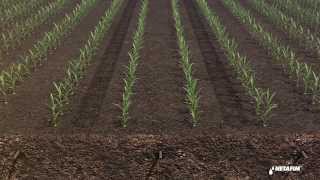 Subsurface drip irrigation for corn by Netafim [upl. by Theona123]