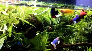 HOW to keep MANY Betta TOGETHER even Males [upl. by Annasiul]