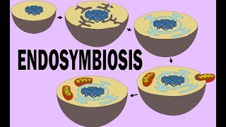 ENDOSYMBIOSIS [upl. by Hadeis]