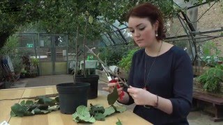 Bud Grafting  a video guide to bud grafting fruit trees for beginners [upl. by Analra]