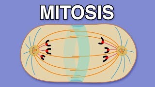 MITOSIS CYTOKINESIS AND THE CELL CYCLE [upl. by Robaina636]