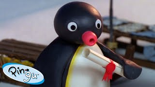 Pingu At School  Pingu  Official Channel  Cartoons For Kids [upl. by Janina951]