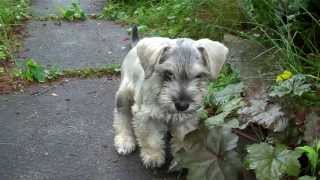 Monty The Miniature Schnoodle [upl. by Zeiler69]