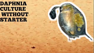 HOW TO CULTURE DAPHNIA NATURALLY WITHOUT A STARTER [upl. by Aremus]