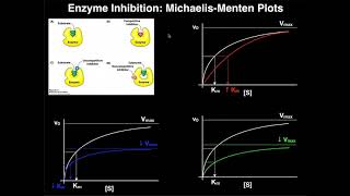 Enzyme Inhibitors  Mechanisms MichaelisMenten Plots amp Effects [upl. by Ydualc786]