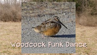 American Woodcock Funk Dance [upl. by Dirgni975]