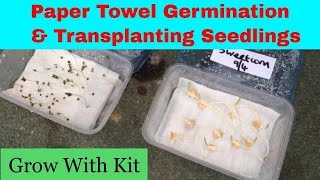 Paper towel seed germination  Transplanting seedlings [upl. by Clare]