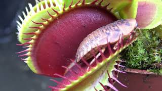 Best Venus Flytrap Trapping Compilation 2018 [upl. by Yrollam793]