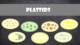 Plastids  Plant Biology [upl. by Aloke]