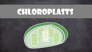 Chloroplast Structure and Function  Botany  Cell Biology [upl. by Aigroeg]