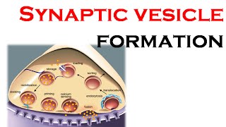 Synaptic vesicle formation [upl. by Araik]