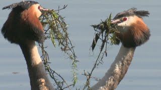 Love Birds 5 Mating Rituals Around the World [upl. by Lorri]