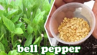 How to Grow Bell Peppers from Seeds  Green Bell Pepper Plant  How to Grow Vegetables GardenersLand [upl. by Crespo]