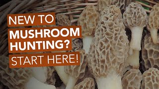 New To Mushroom Hunting Start Here [upl. by Hercule]