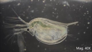 Daphnia magna under the Microscope [upl. by Levram]