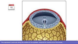 The Process of Gastrulation [upl. by Hannavas]