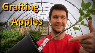 Grafting Apple Trees Onto Root Stock [upl. by Dori]