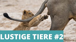 LUSTIGE TIERE  Lustige Videos zum Totlachen 2 [upl. by Cita]