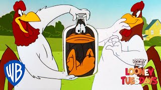 Looney Tuesdays  Iconic Characters Foghorn Leghorn  Looney Tunes  WB Kids [upl. by Varini]