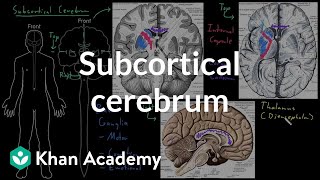 Subcortical cerebrum  Organ Systems  MCAT  Khan Academy [upl. by Akiehsal]