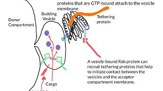 GTPases and Rabs [upl. by Ragnar]