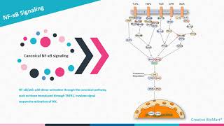 NFκB Signal Pathway [upl. by Aniar290]