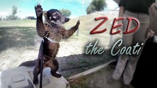 The Newest Family Member Zed the Coatimundi [upl. by Cristian7]