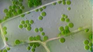 Cyclosis  Cytoplasmic streaming in plant cells Elodea  DIC microscope 1250x [upl. by Akirre256]