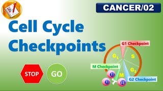 Cell Cycle Checkpoints FLCancer02 [upl. by Niltak]