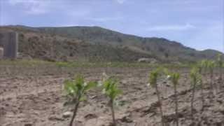 Apple Root Stock Nursery WA State [upl. by Geiss528]