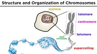 Chromosome Structure and Organization [upl. by Saimerej]