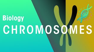 What Are Chromosomes  Genetics  Biology  FuseSchool [upl. by Hausner436]