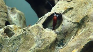 Cría gamba Caridina dennerlisulawesi shrimp [upl. by Boak625]