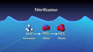 Nitrogen Removal Basics [upl. by Atirres]