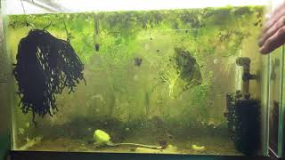 Scuds Daphnia Cherry Shrimp Copepods My aquatic food culture [upl. by Nnoj]