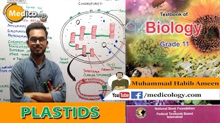 Plastids  Formation functions and Types  Structure of Chloroplast  Federal Board Biology [upl. by Nhoj]