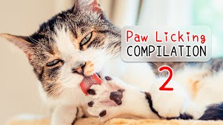 🐾 Cats Licking Paws ASMR Compilation 2 🎧  Cat Grooming  Curry Sugar Meow [upl. by Akemak]