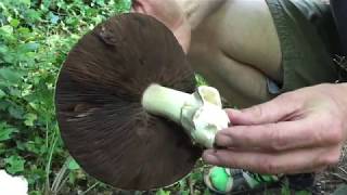 Identifying the Horse Mushroom Agaricus arvensis [upl. by Uchida189]