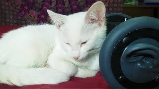 1 Hour CUTEST CAT PURRING By This Baby KITTEN  Relaxation  ASMR for Sleep [upl. by Alimat]