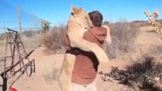 Beautiful Video Shows A Lioness Being Reunited With The Man Who Reared Her [upl. by Artimed]