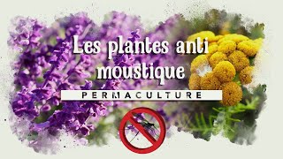 🦟 10 plantes pour se débarrasser naturellement des moustiques 🦟 [upl. by Ehpotsirhc595]