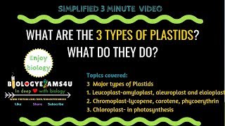 What are the three types of Plastids and what do they do 3 minute simple video [upl. by Alcinia]