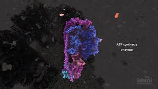 ATP Synthesis  HHMI BioInteractive Video [upl. by Llenehs]