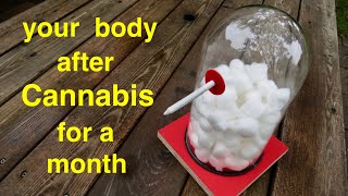 Your Body ● After Smoking Cannabis for a Month [upl. by Bechler]