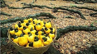 How Cashew Nut Farming and Processing  Cashew Cultivation Asian Technology [upl. by Assenaj]