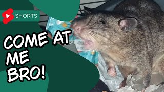 Gambian Pouched Rat Tries to be Aggressive But Fails Miserably [upl. by Rett468]