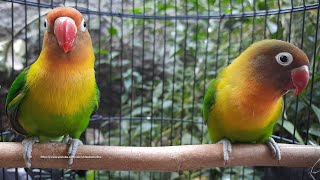 Lovebird Singing amp Chirping Sounds  Green Fischer Pair [upl. by Bekki]