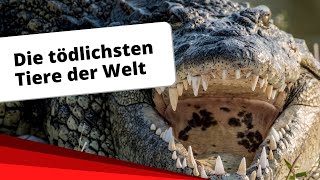 Top10 Die tödlichsten Tiere der Welt [upl. by Wadlinger]