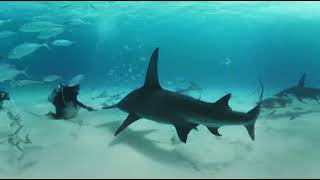 VIDEO 360 Nadando entre tiburones martillo en las Bahamas  BBC Earth [upl. by Anehsak]